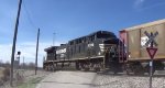 NS thoroughbred C6M